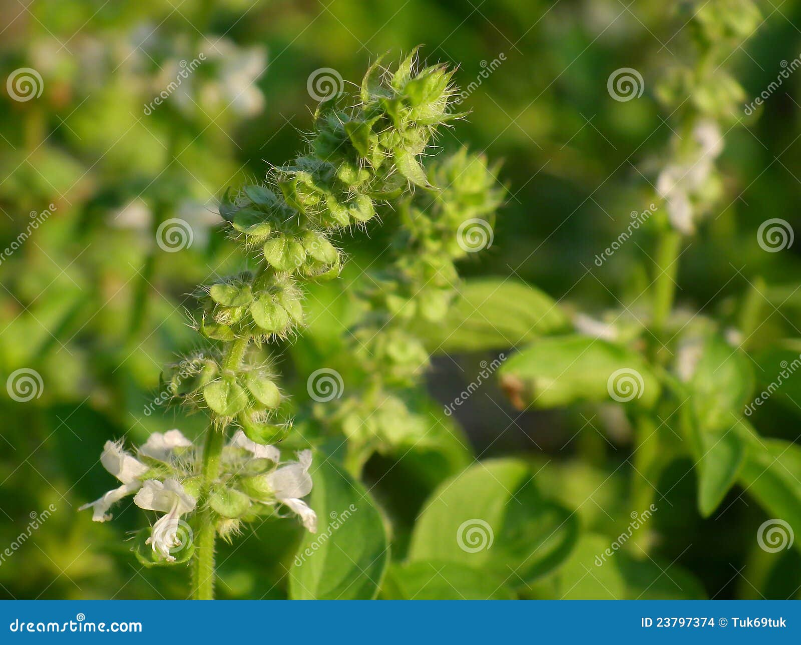 Holy basil flowers stock photo. Image of isolation, isolated 23797374