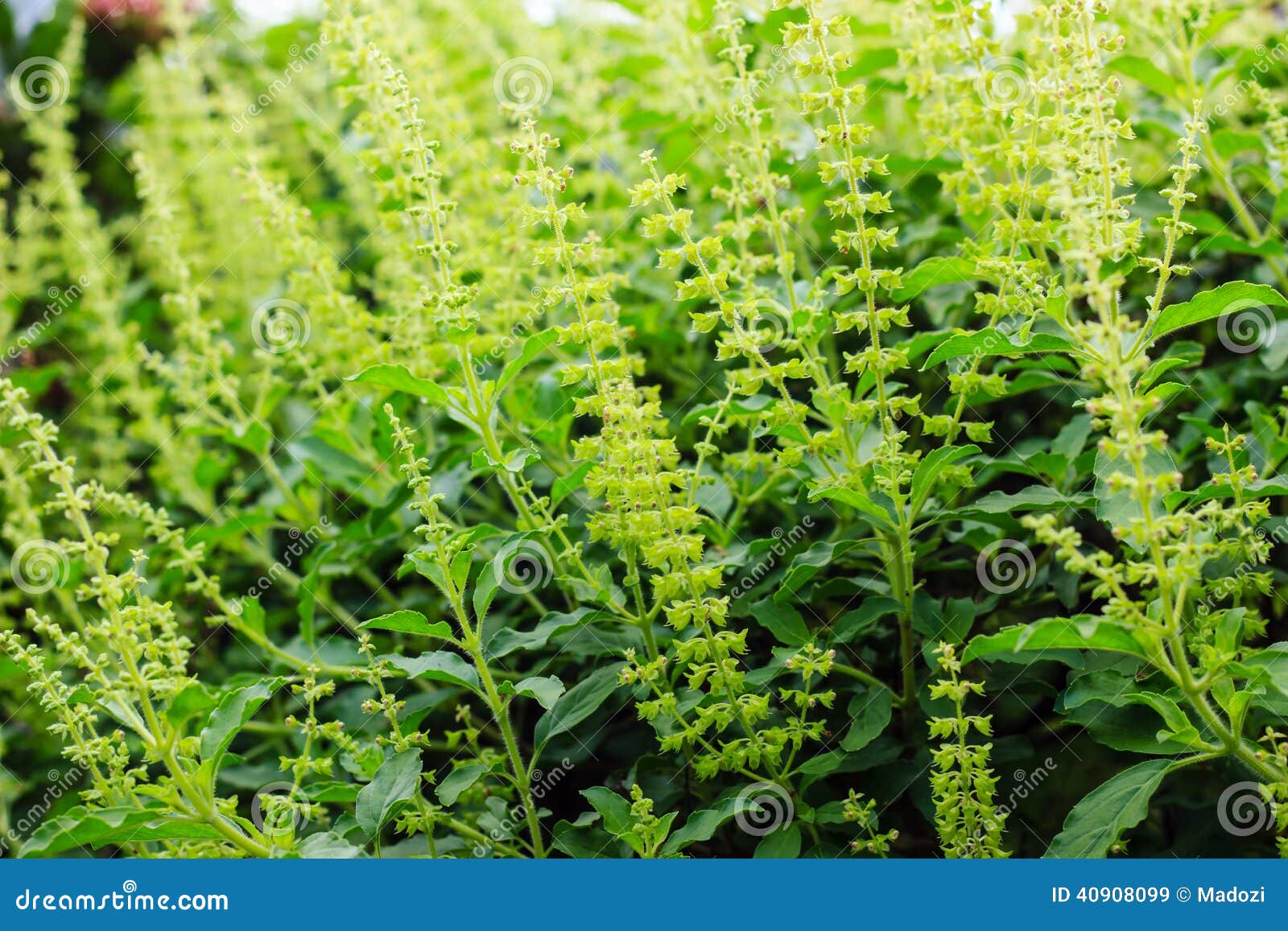 Holy basil flowers stock image. Image of herb, flower 40908099