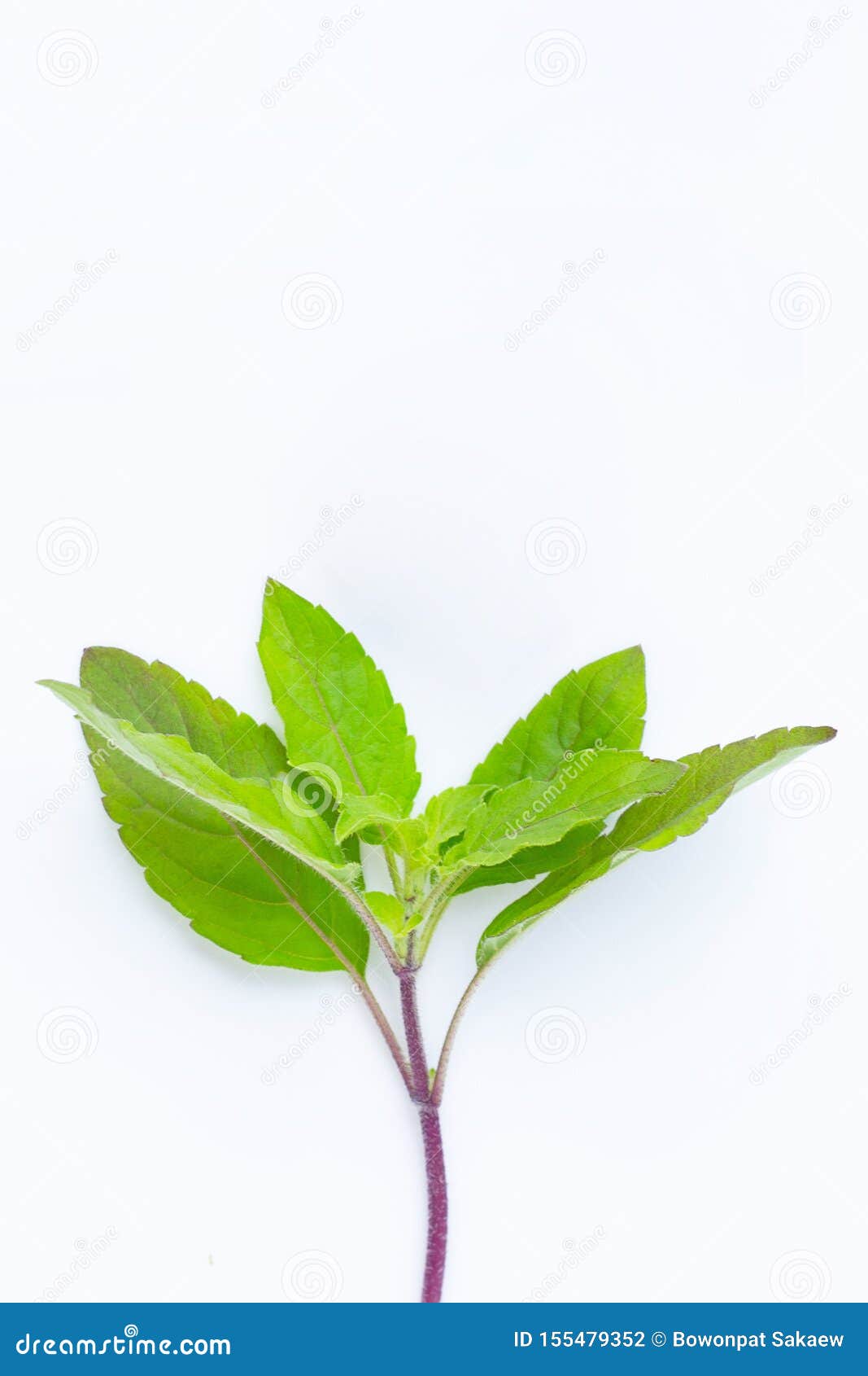 Holy Basil Leaves on White Background Stock Photo Image of culinary