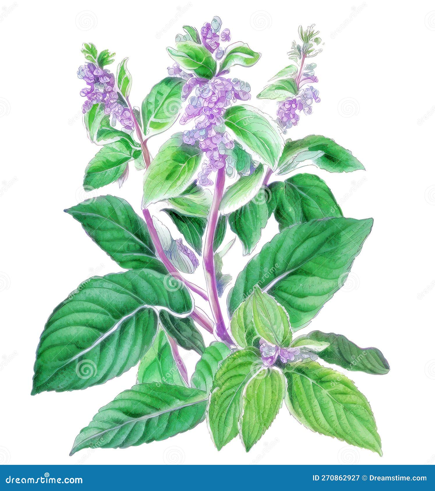 Holy Basil tulsi Medicinal Plant Isolated On White Background holy-basil-tulsi-medicinal-plant-isolated-on-white-background