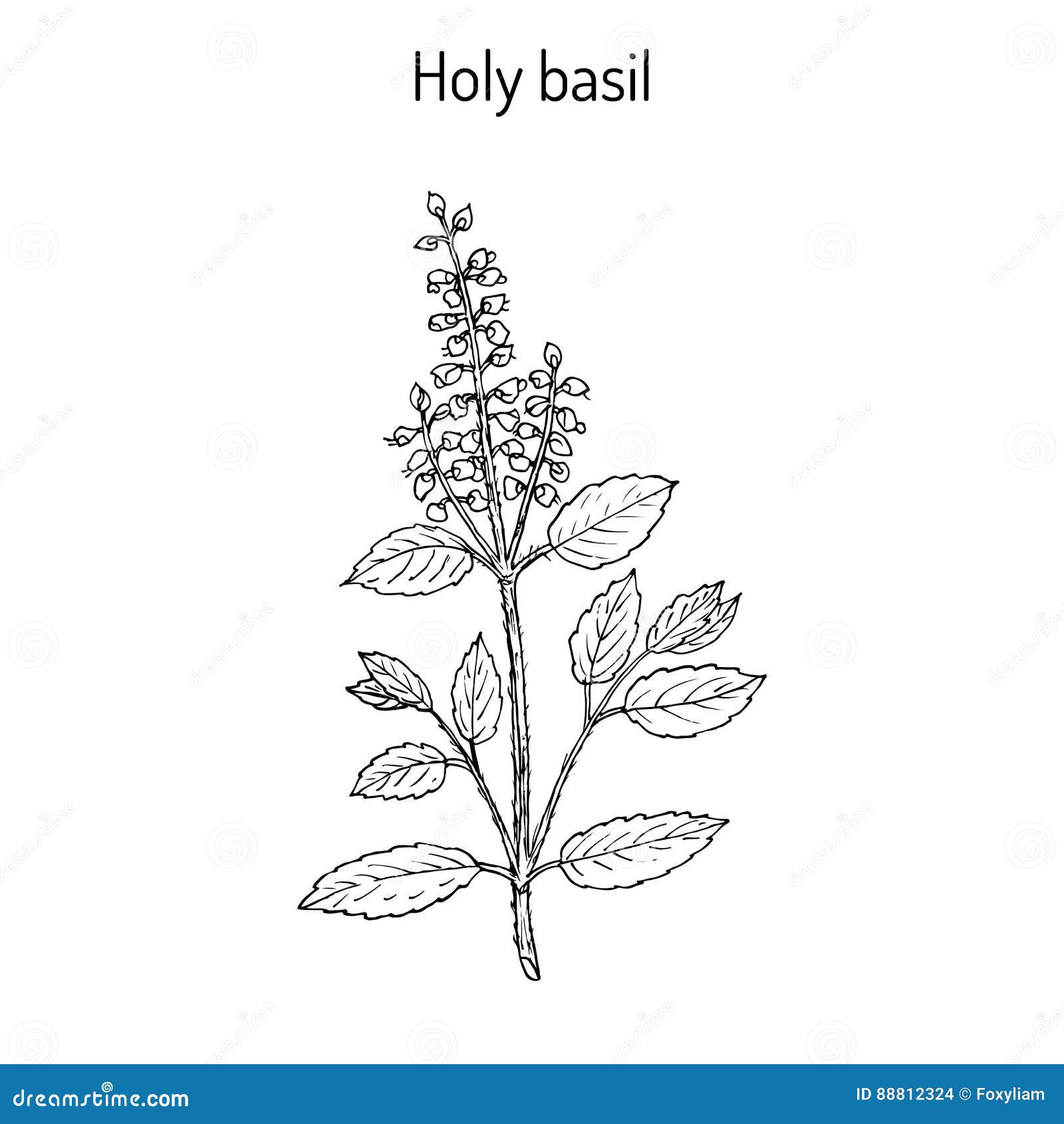 Holy Basil Ocimum Tenuiflorum Or Tulasi Vector Illustration holy-basil-ocimum-tenuiflorum-or-tulasi-vector-illustration