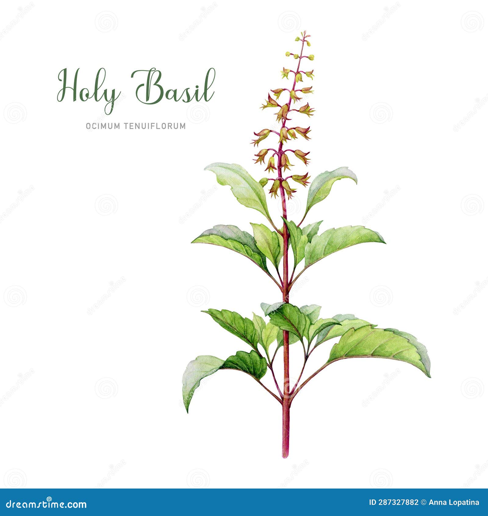 Tulsi flowers harvester for herbalist Sandra. #customtattoo  #botanicaltattoo #tattoo #illustration #drawing #finelinetattoo  #abstractta... | Instagram