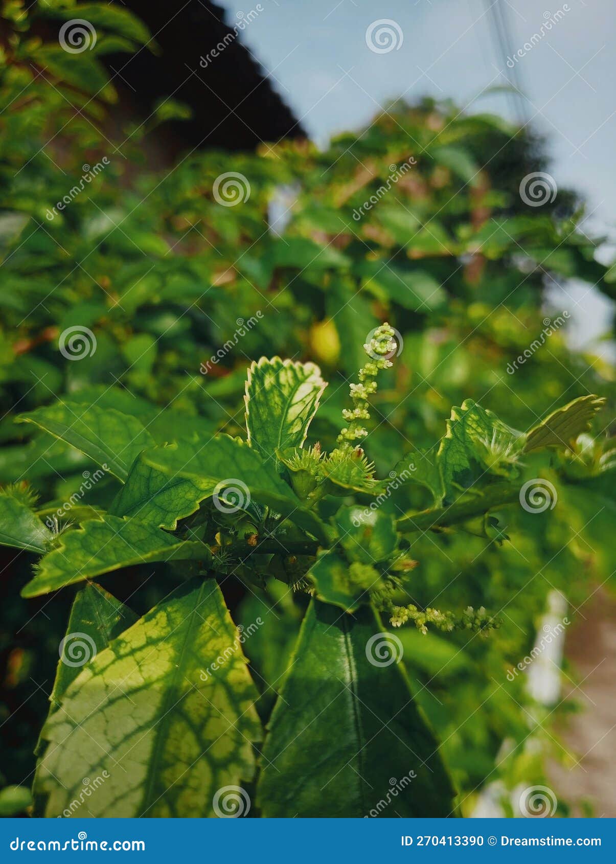 Holy Basil, Thai Basil Outdoor Plant Stock Photo Image of plant