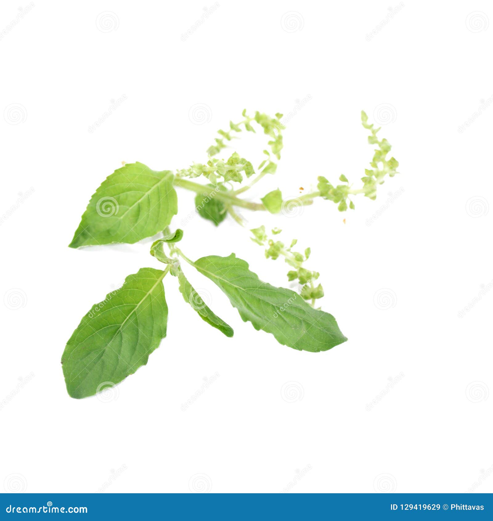 Holy basil or tulsi leaves stock image. Image of plant - 129419629