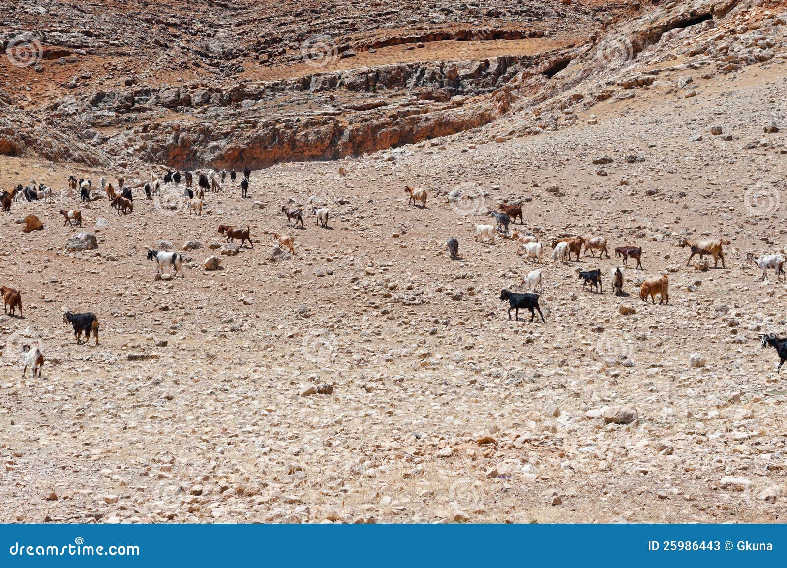 Holy Land stock image. Image of fleece, israel, cattle 25986443