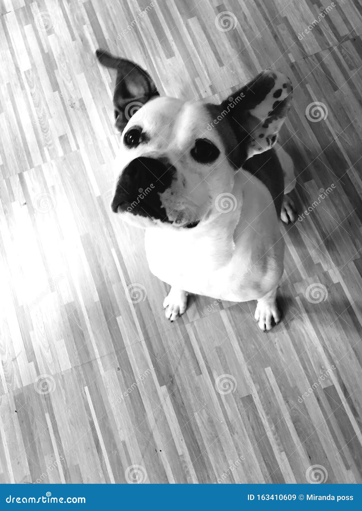Holy moly broley dog stock image. Image of ears, white 163410609