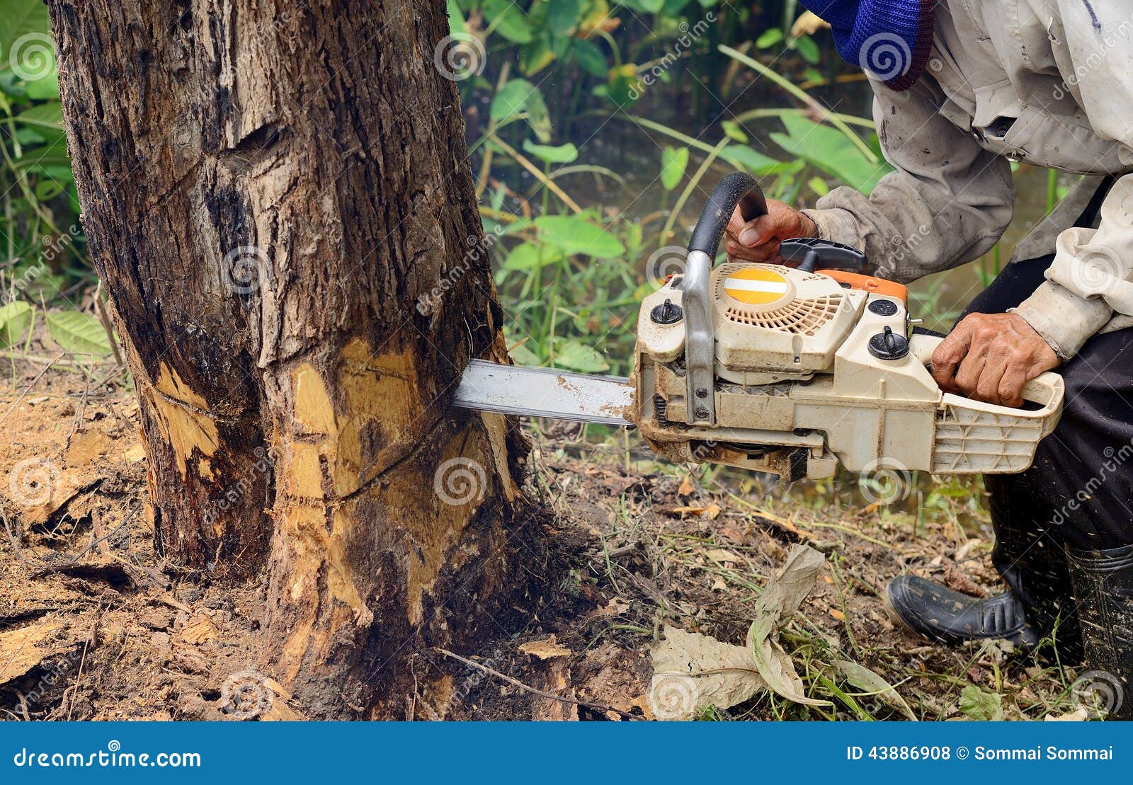 Un Hombre Corta Un árbol Con Una Motosierra. Poda De árboles. Foto