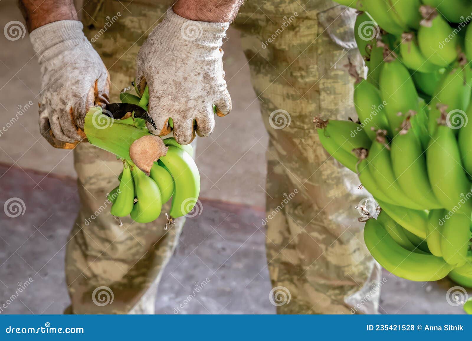 Hombre Guantes De Trabajo Tipo Bananas. Preparación De Plátanos Al Mayor. Foto archivo - Imagen de grande, colgante: 235421528