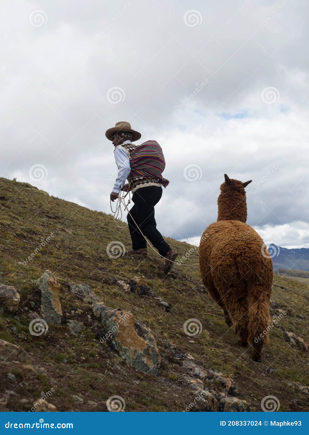 Hombre En Ropa Tradicional Andina Indígena Senderismo Con Alpaca En  Colorido Palccoyo Arcoíris Montaña Palcoyo Cuzco Perú Imagen de archivo  editorial - Imagen de ropa, travieso: 208337024