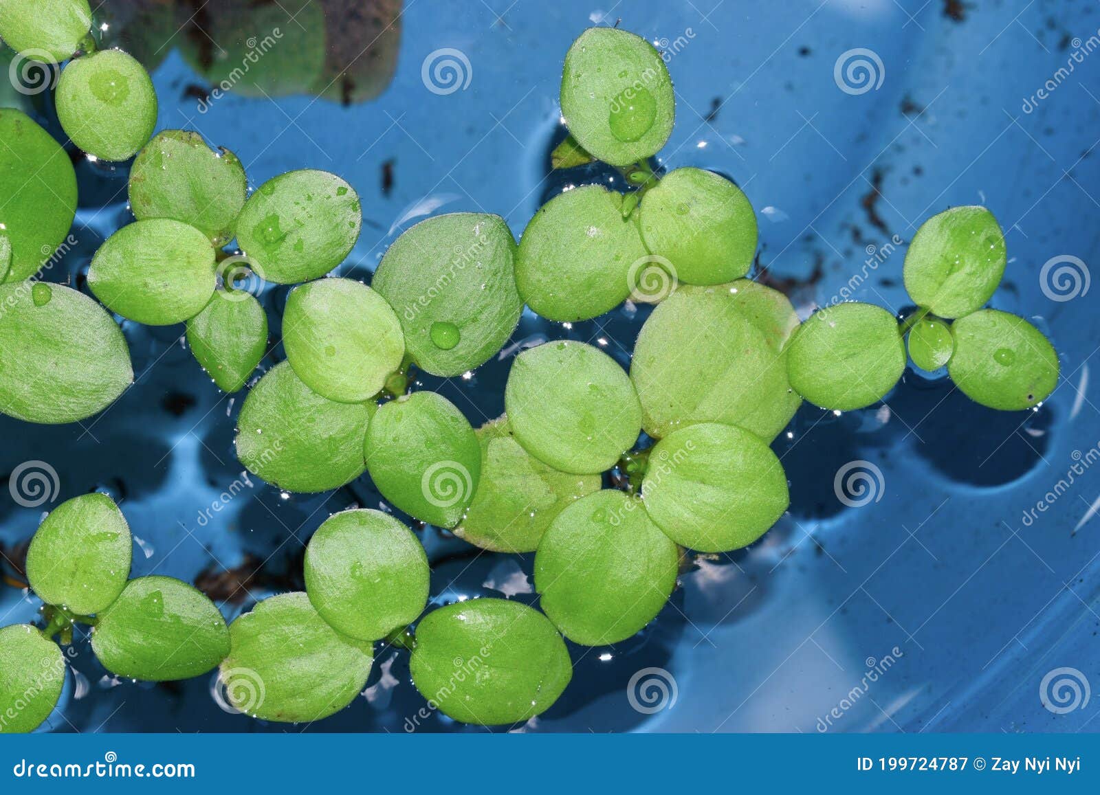 Limnobium Laevigatum 12+ Leaf  Frogbit +Free Bonus Plant Live Floating Plant for Aquarium 