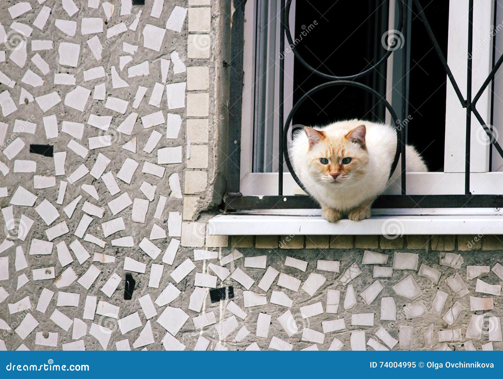 Home Curious Cat Sitting on a Ledge, Looking Out into the Street Stock