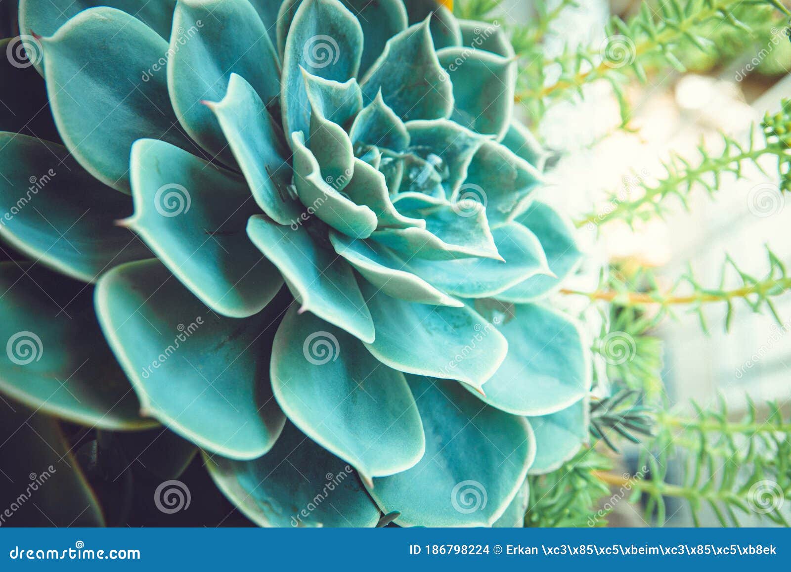 Home Decor Big Leaf Cactus Succulent Plant Stock Photo Image of