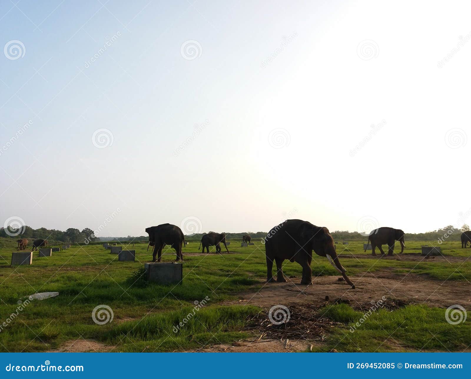 Home of the elephants stock image. Image of home, nature 269452085