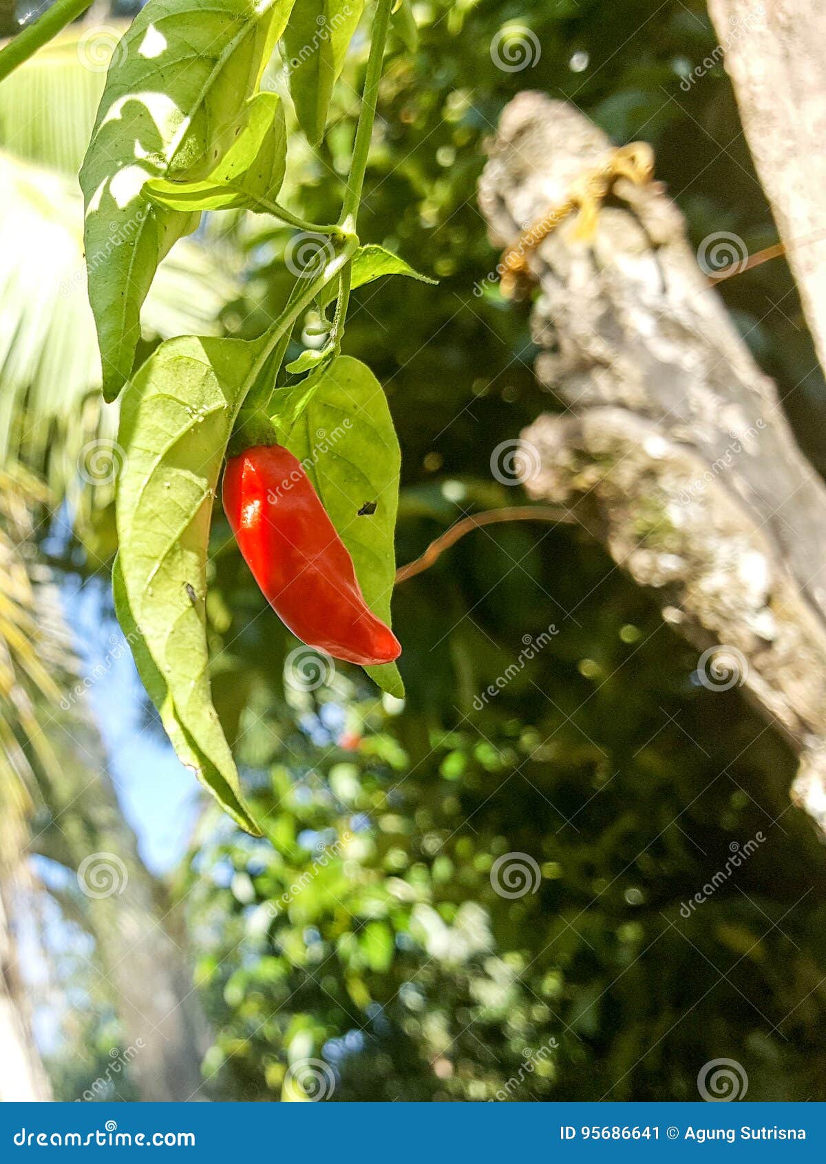 Homegarden Chilli stock image. Image of chilli, homegarden 95686641