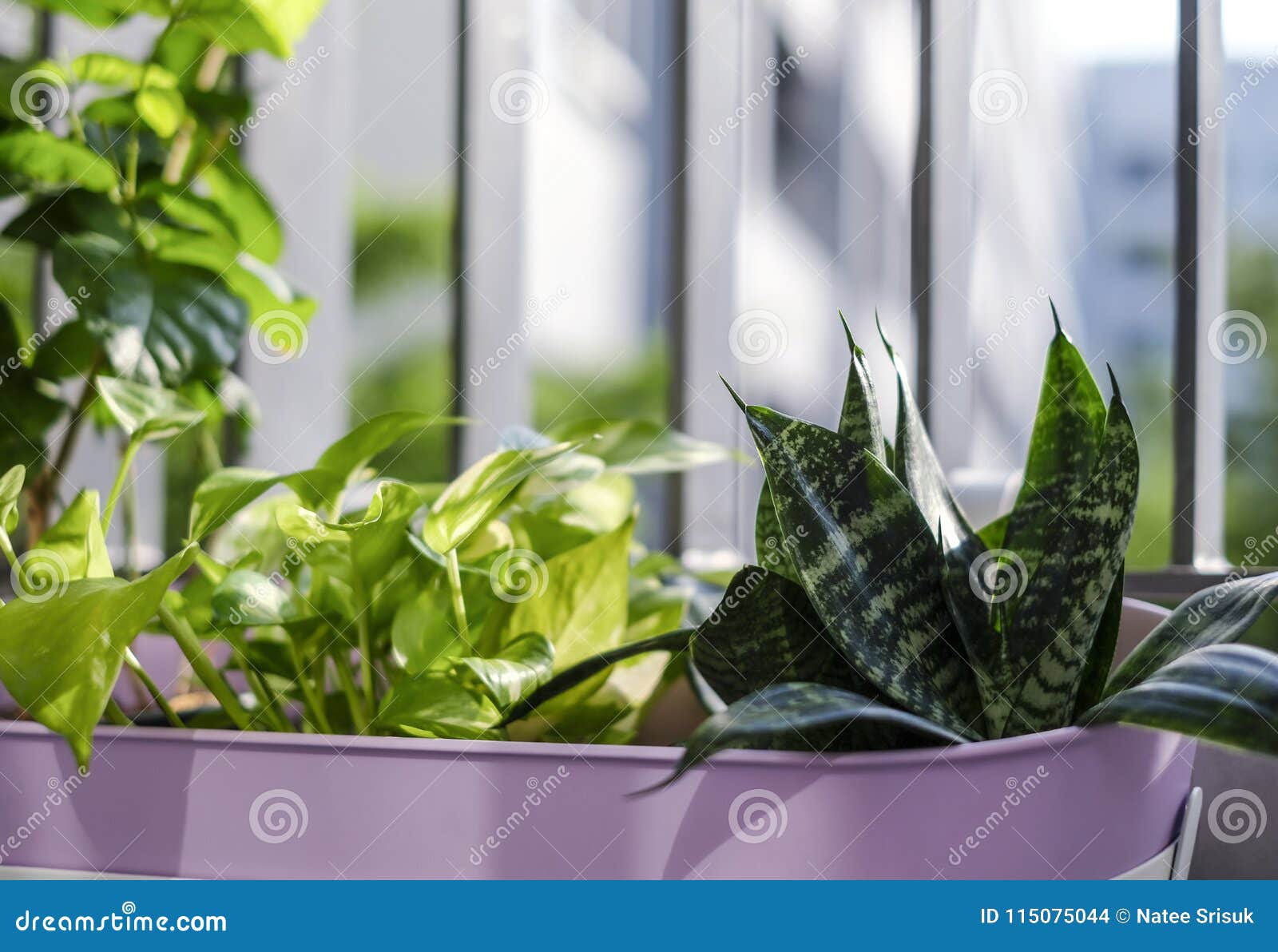 home and garden concept of golden pothos and snake plant