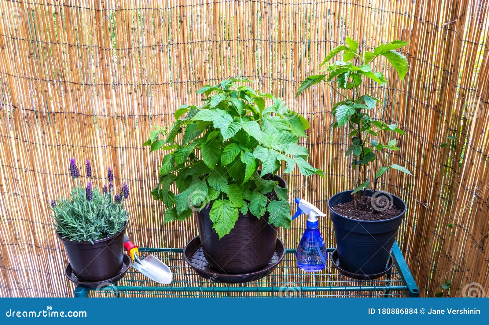 Home Grown Berries and Plants on the Balcony. Stock Photo Image of