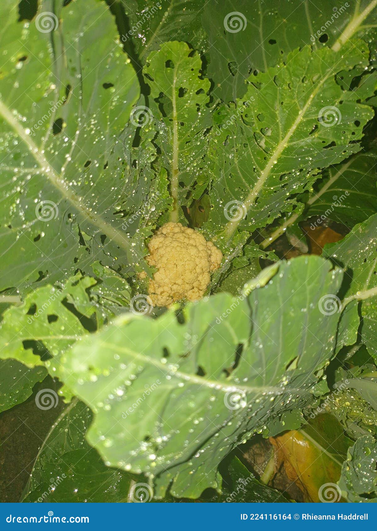 Home grown cauliflower stock photo. Image of green, plant 224116164