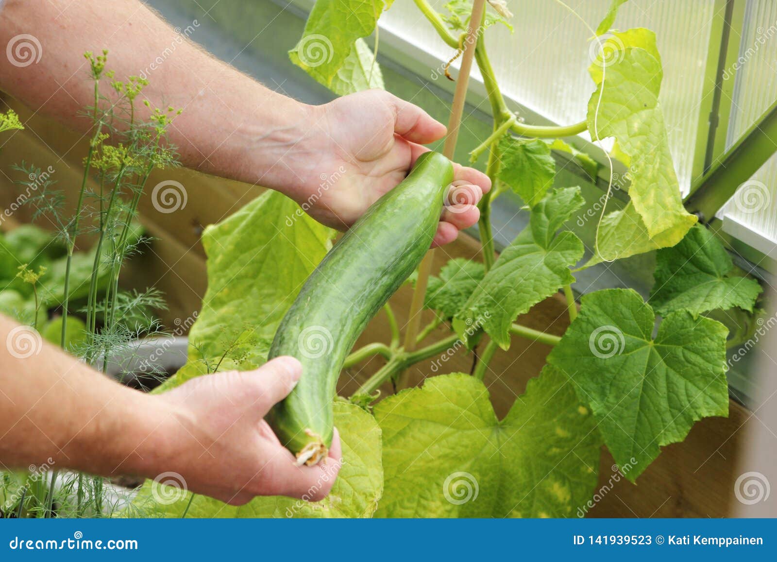 home grown cucumber