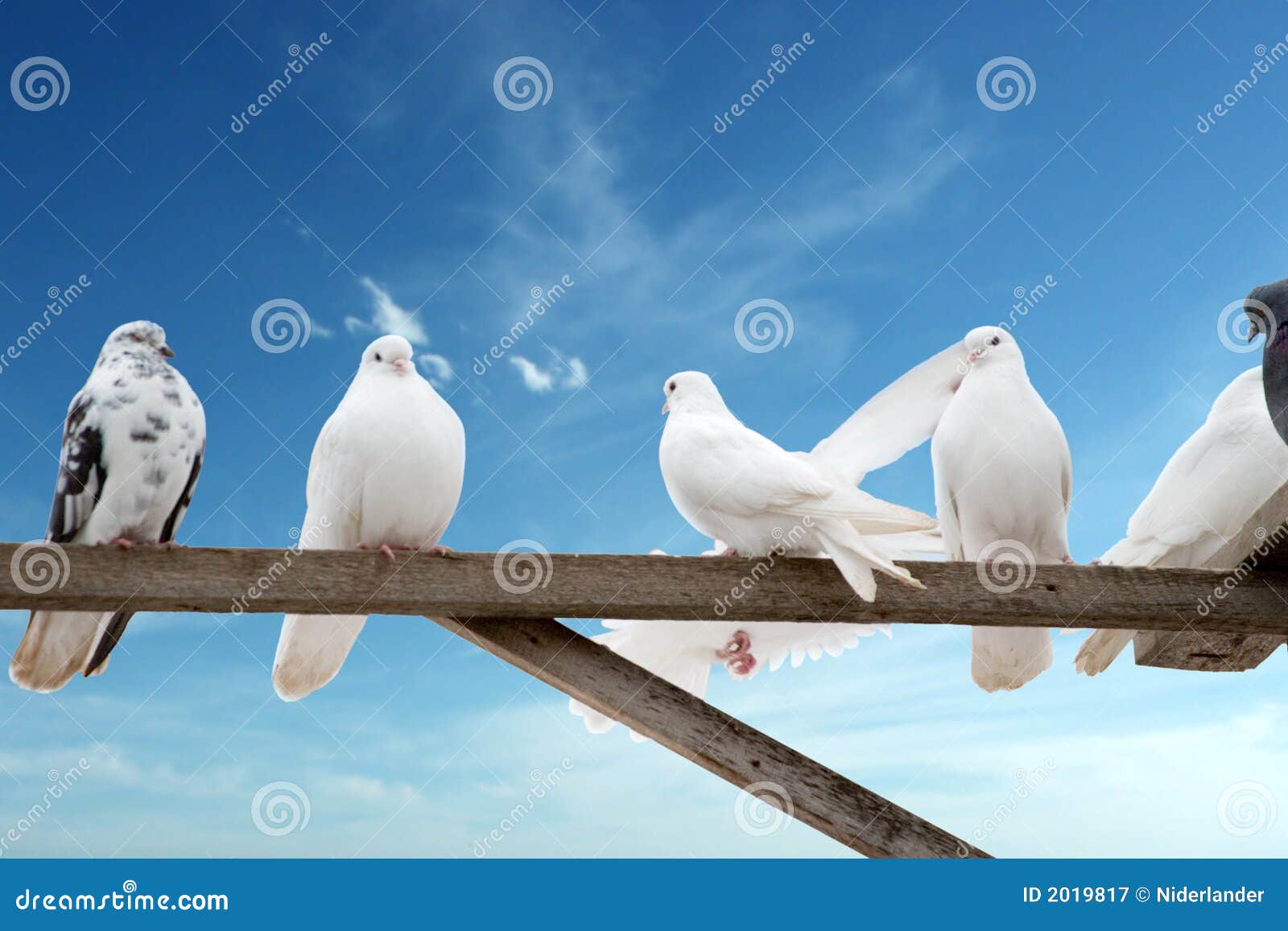 home-grown doves