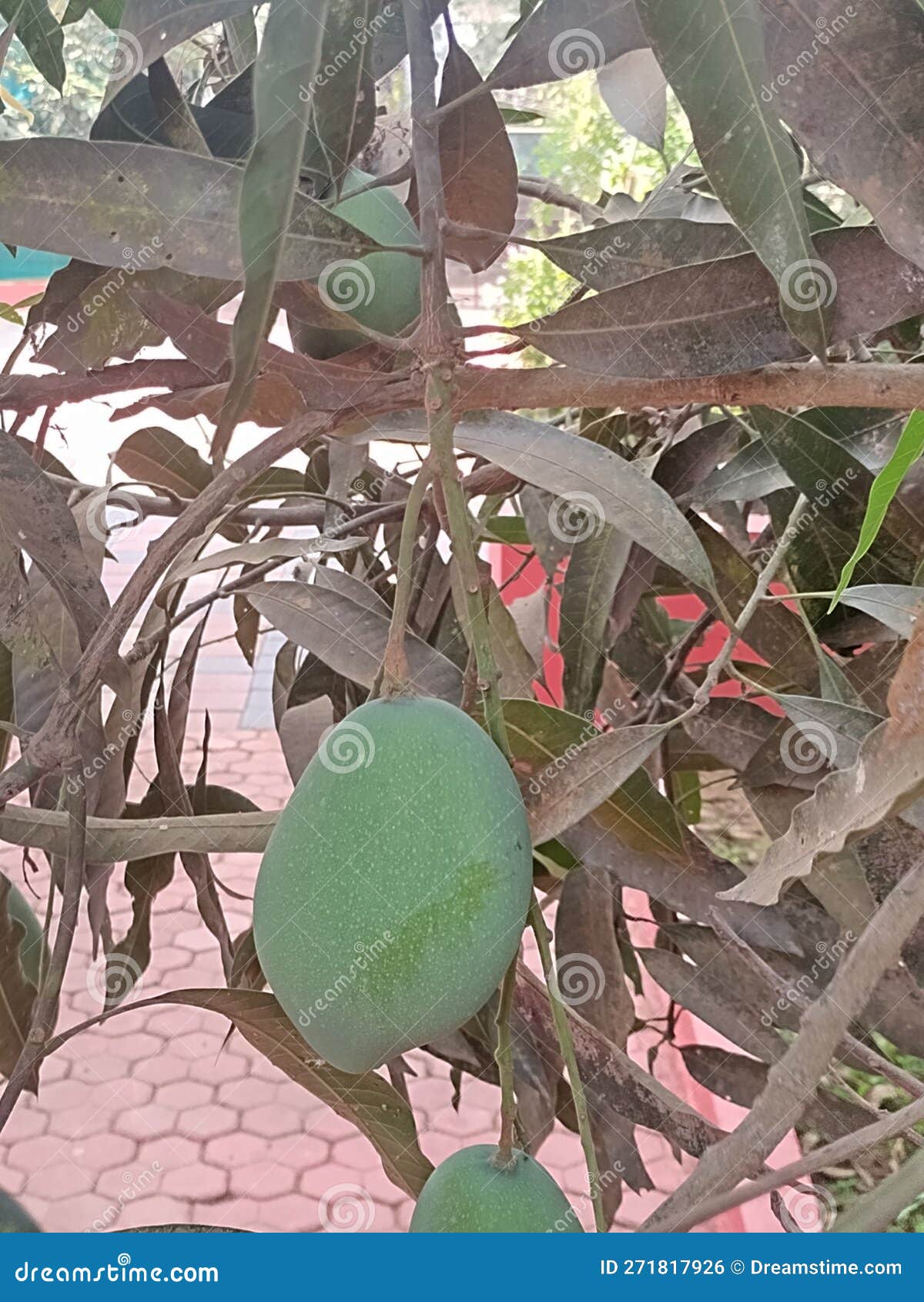 Home grown mango stock photo. Image of branch, autumn 271817926