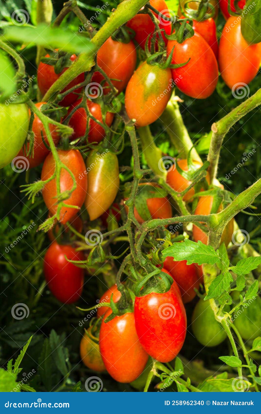 Home Grown Plum Tomatoes Also Known As A Processing Tomato Or Paste