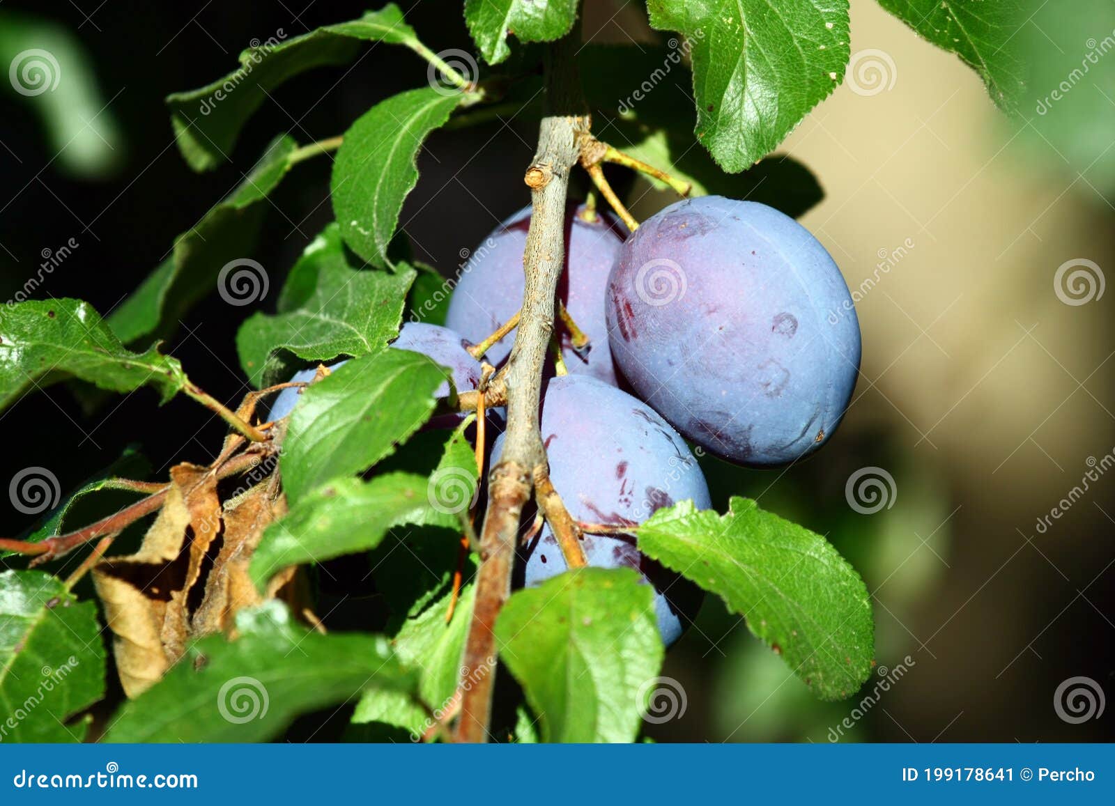 Home harvest of plums stock image. Image of tree, cultivation 199178641
