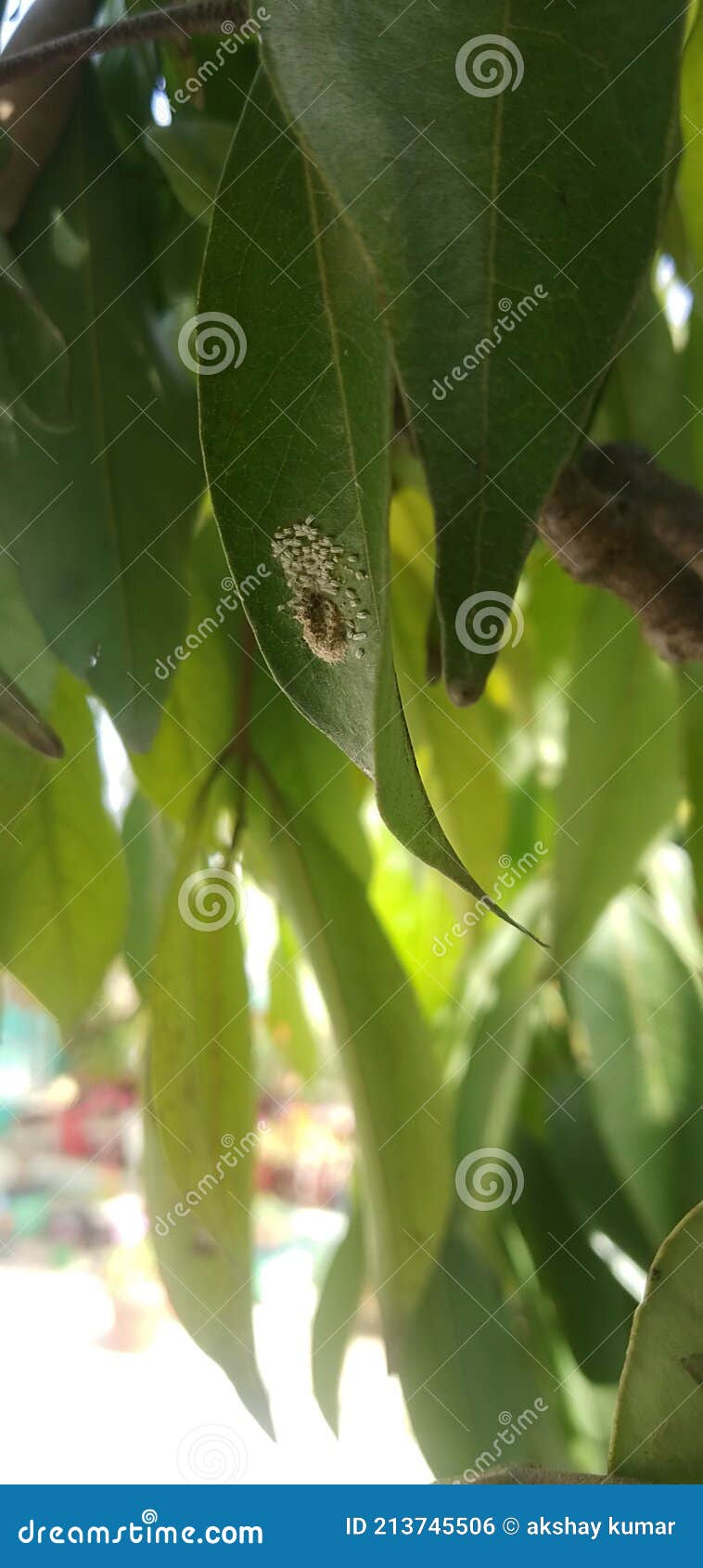 home of insects  on leaf