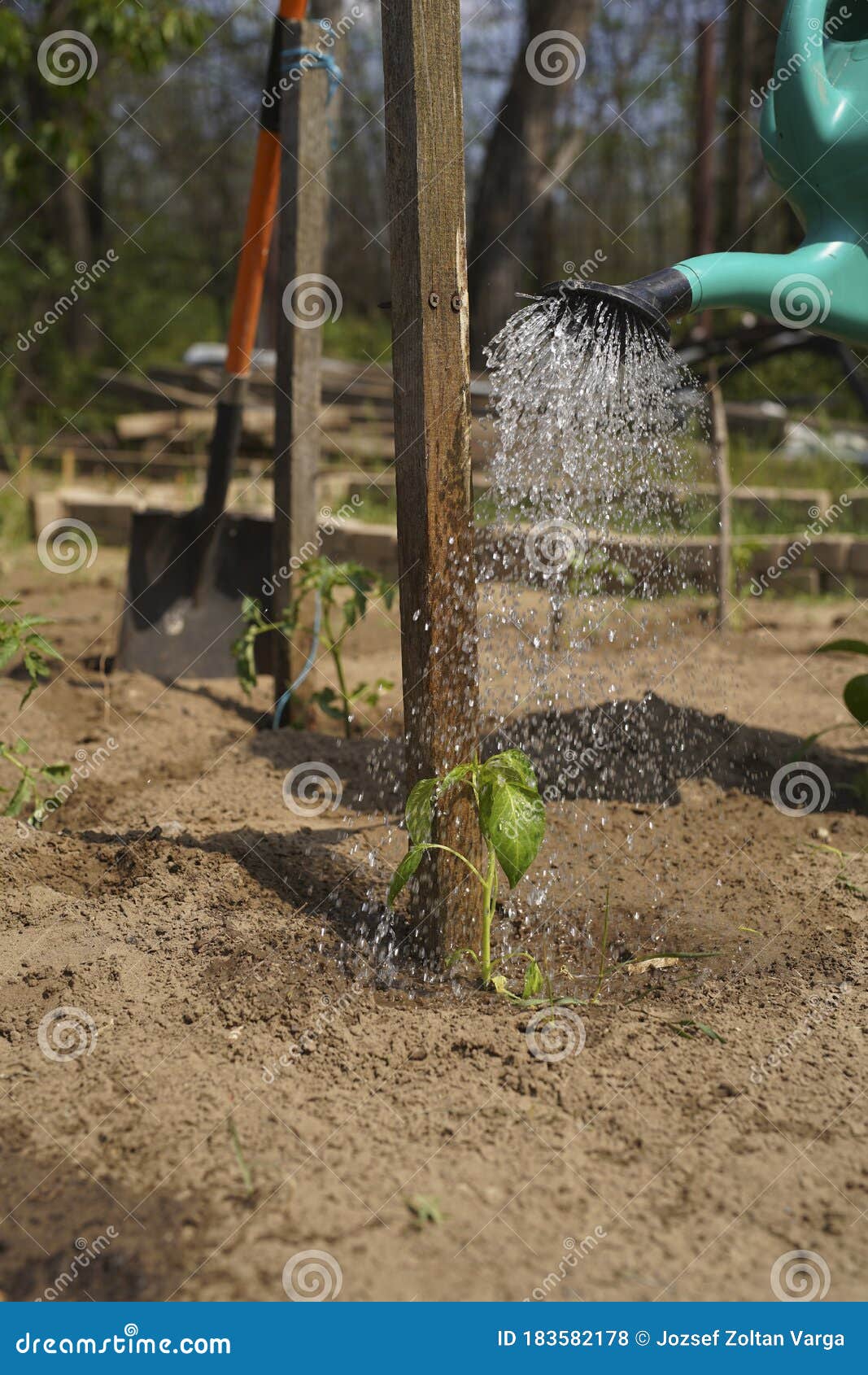 in the home kitchen garden, the farmer irrigates the pepper seedlings in the spring with a green watering can.