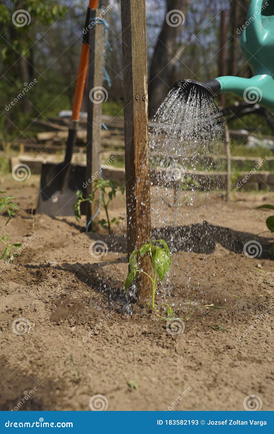 in the home kitchen garden, the farmer irrigates the pepper seedlings in the spring with a green watering can.