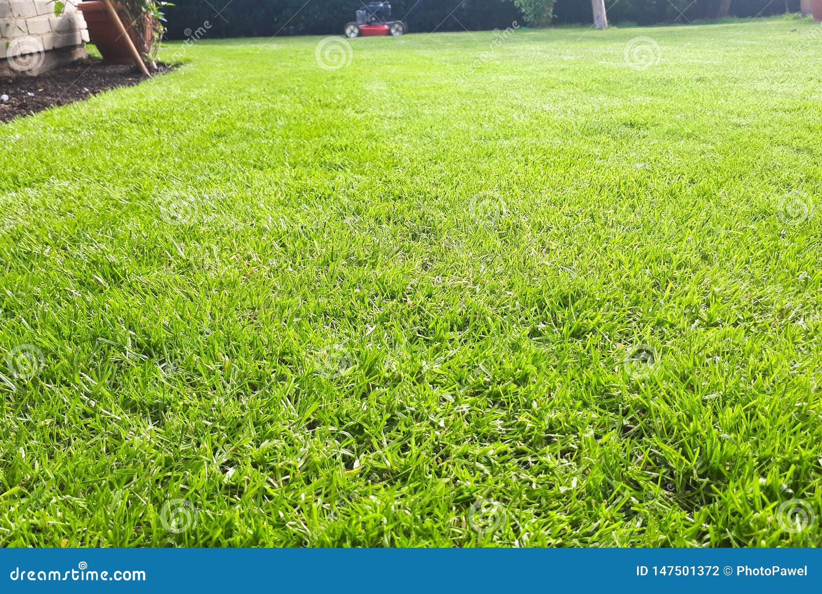 Home lawn freshly mowed. stock photo. Image of house - 147501372