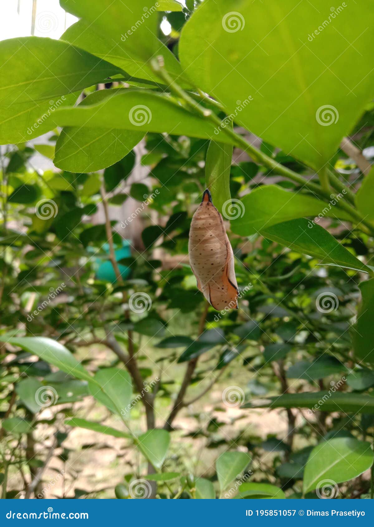 Butterfly cocoons stock image. Image of park, cocoons 195851057