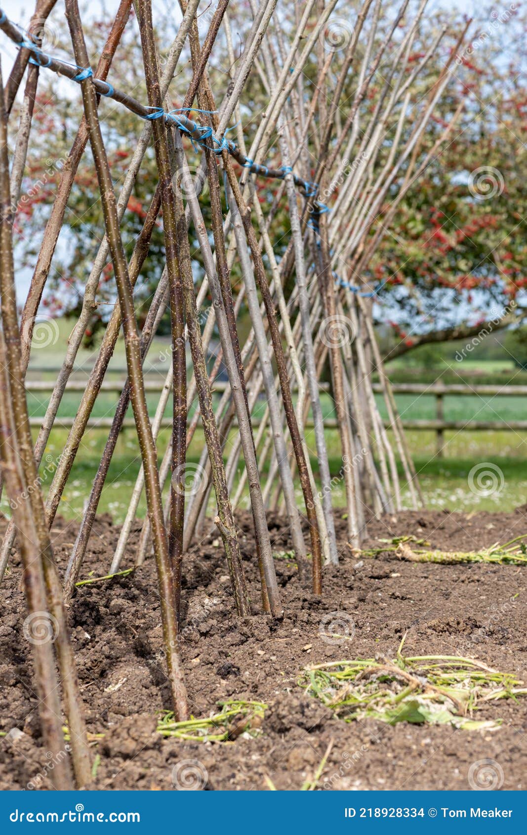 Bean sticks stock photo. Image of close, outdoors, natural 218928334