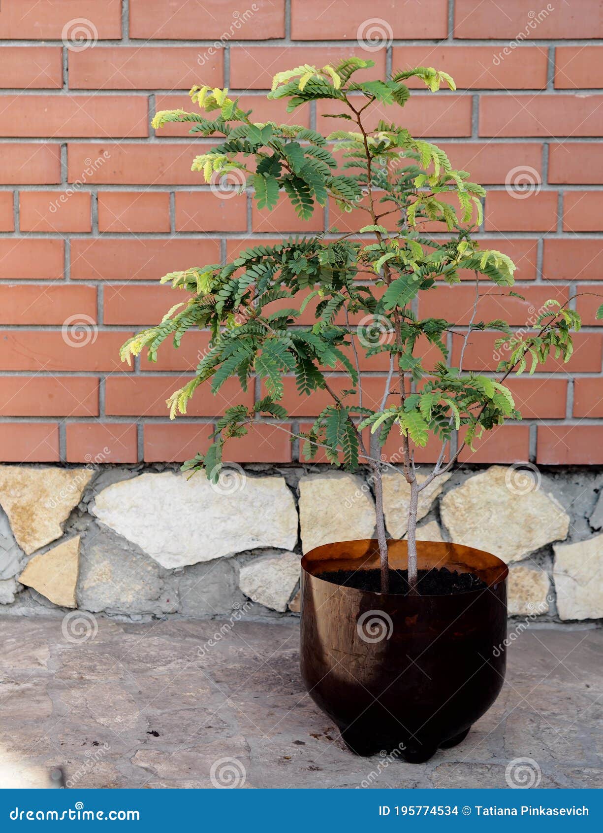 Home Plant Growing. a Five Year Old Tamarind Tree with Carved ...