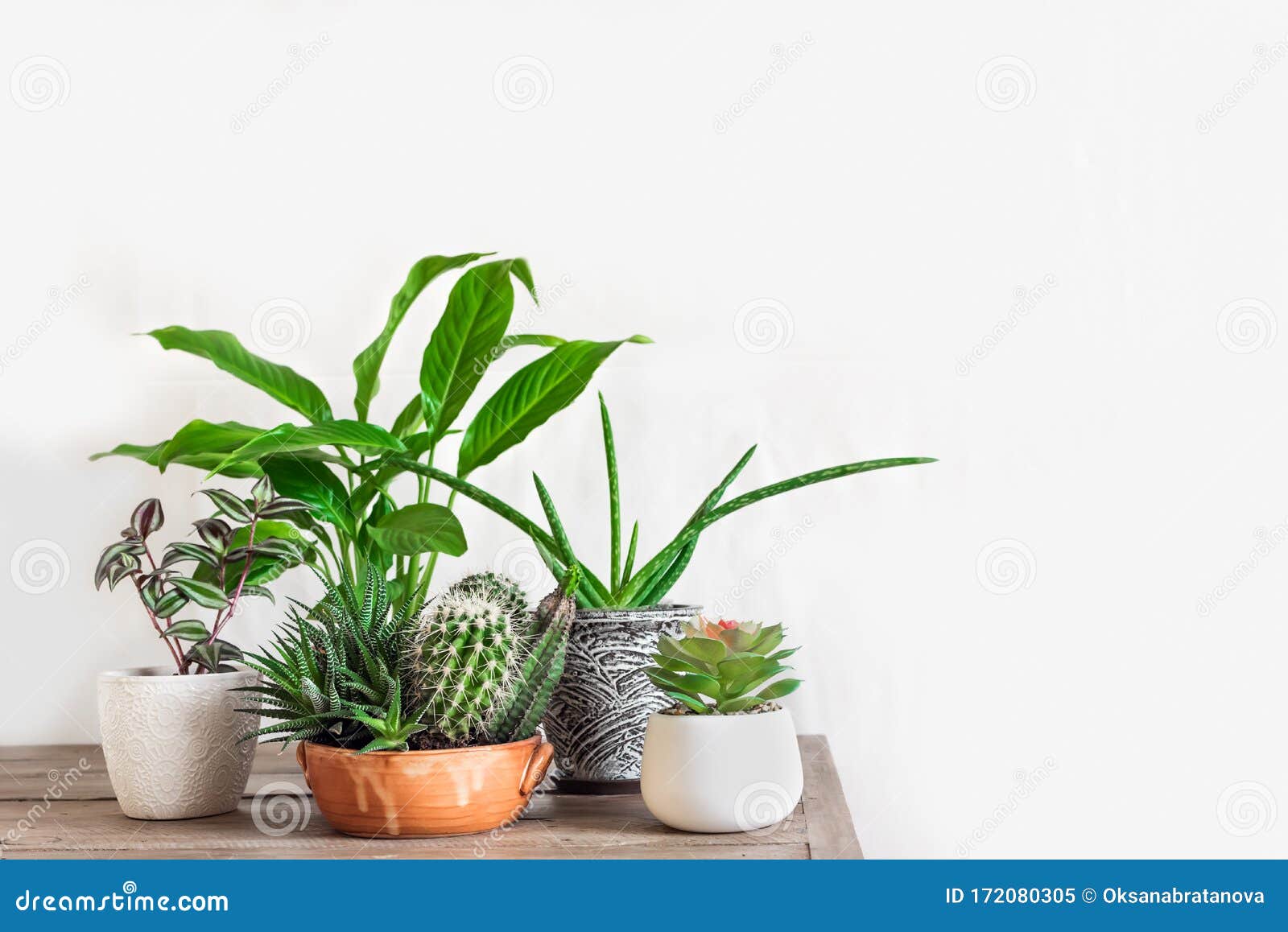 home potted plants