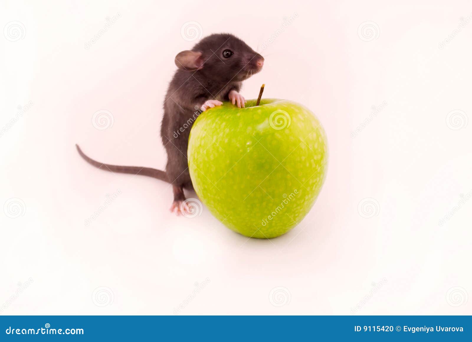 Home rat apples stock photo. Image of apple, nose, animals 9115420