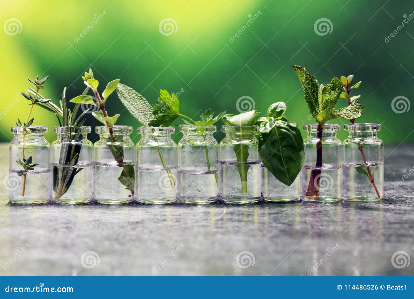 Homegrown and Aromatic Herbs in Glass Stock Photo - Image of mint ...