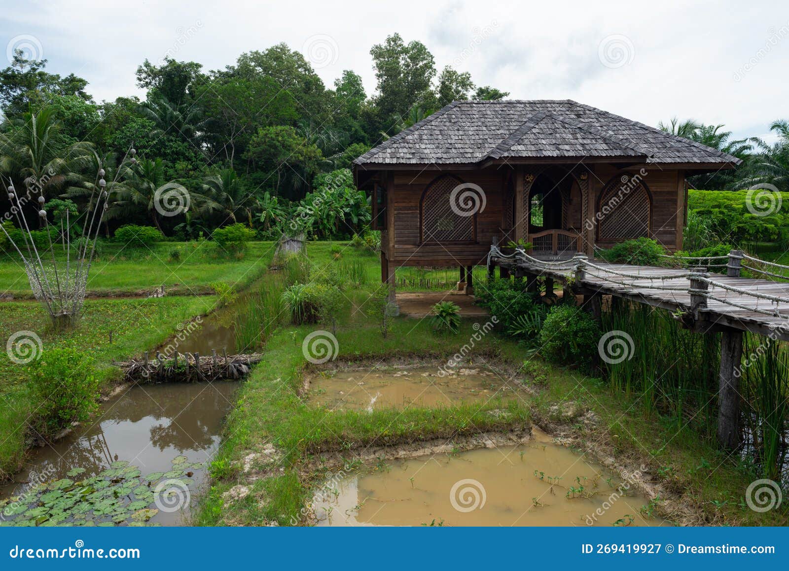 Homegrown Vegetable Garden with Swamp in the Backyard. Stock Image