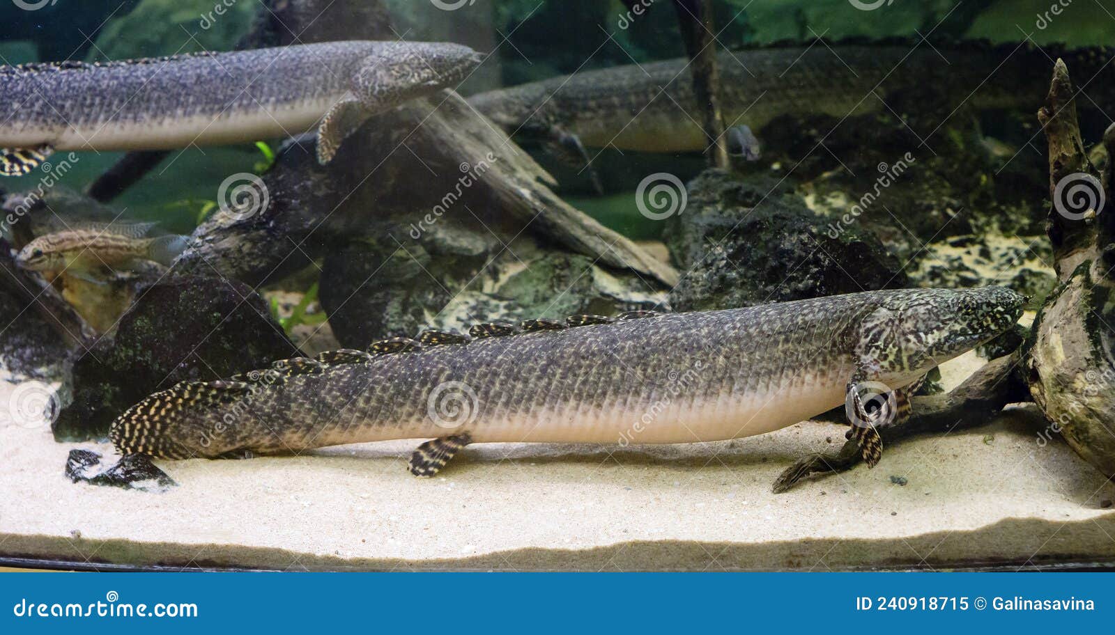 Ornate Bichir Fish/ Polypterus Ornatypinnis. Stock Image - Image of color,  animal: 240918715
