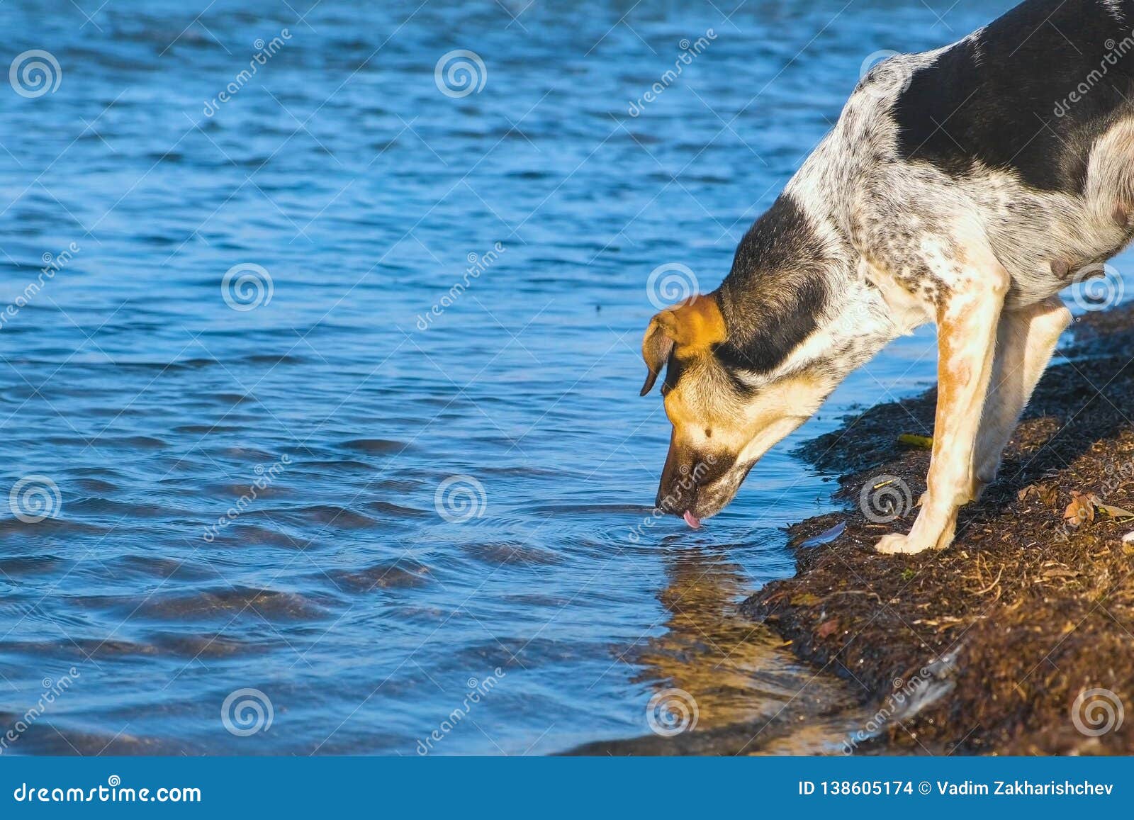 dog drank sea water