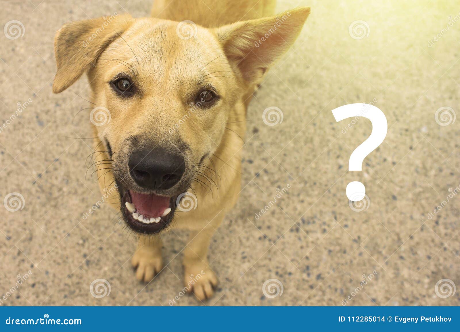 Dog Question Mark Stock Photos Download 56 Royalty Free Photos