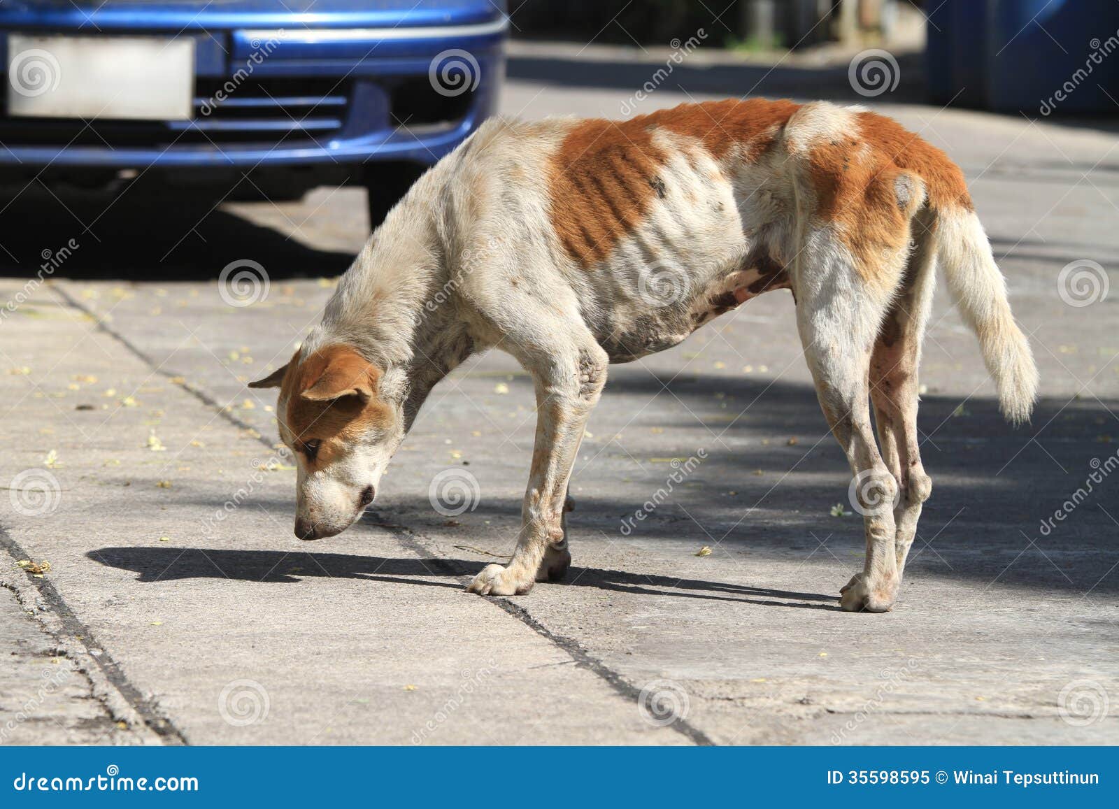homeless dog on the road