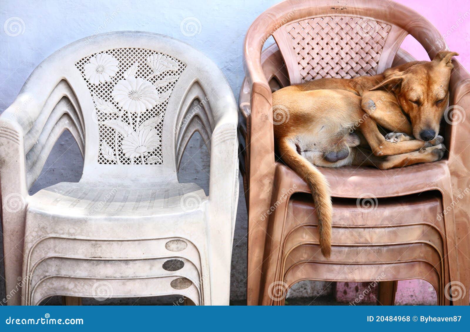 Homeless Dog Sleeping on the Chairs Stock Photo Image of lying, snout