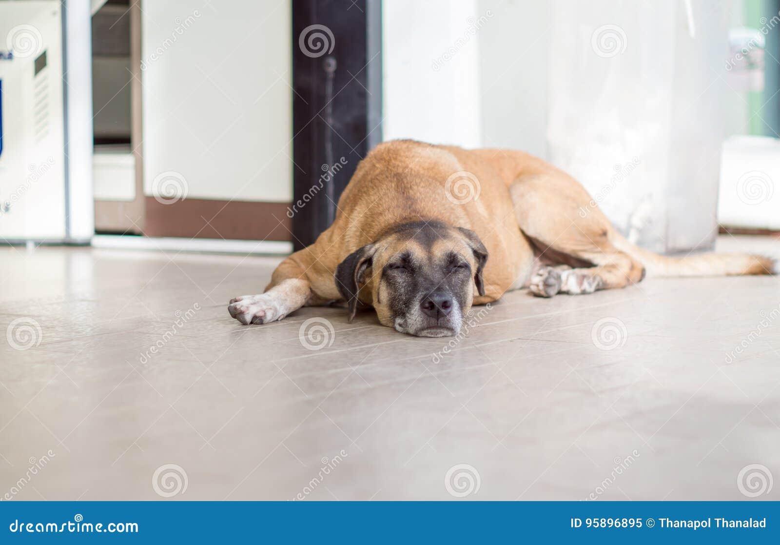 The Homeless Dog is Sleeping at the Front Door. Stock Image Image of