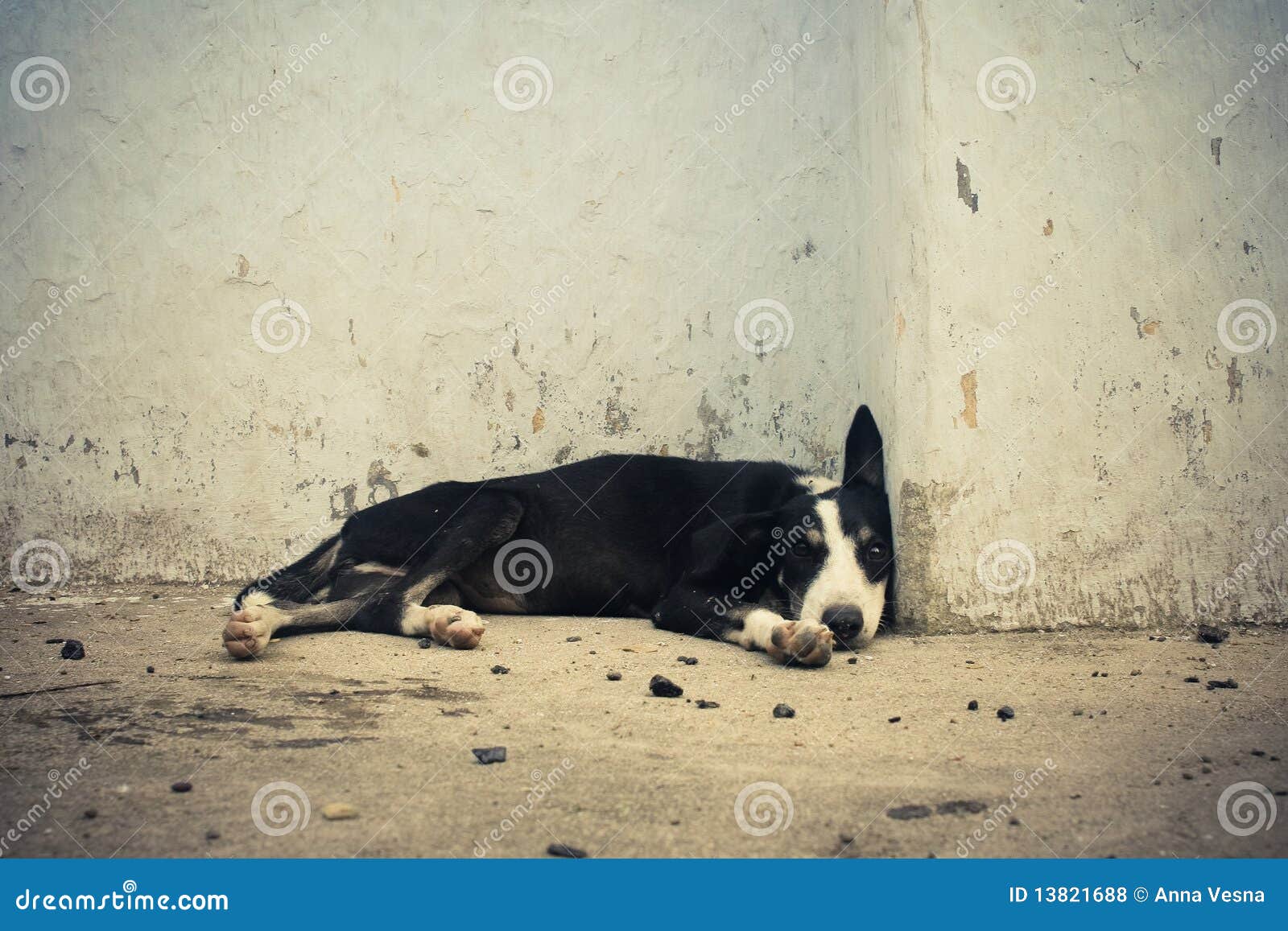 Homeless Dog Sleeping Near by Wall. Stock Photo Image of outdoors