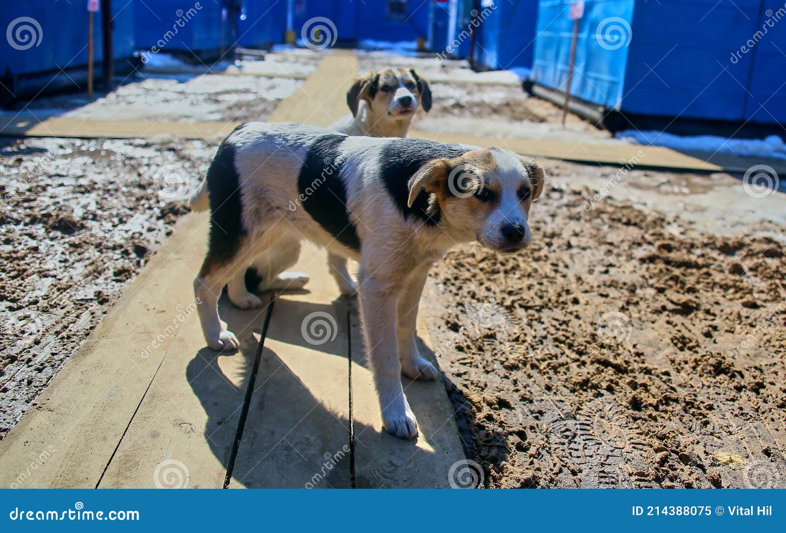 Ð±ÐµÐ·Ð´Ð¾Ð¼Ð½Ð°Ñ Ñ Ð¾Ð±Ð°ÐºÐ° два щенка на Ñ Ñ‚Ñ€Ð¾Ð¹ÐºÐµ Stock Image Image of