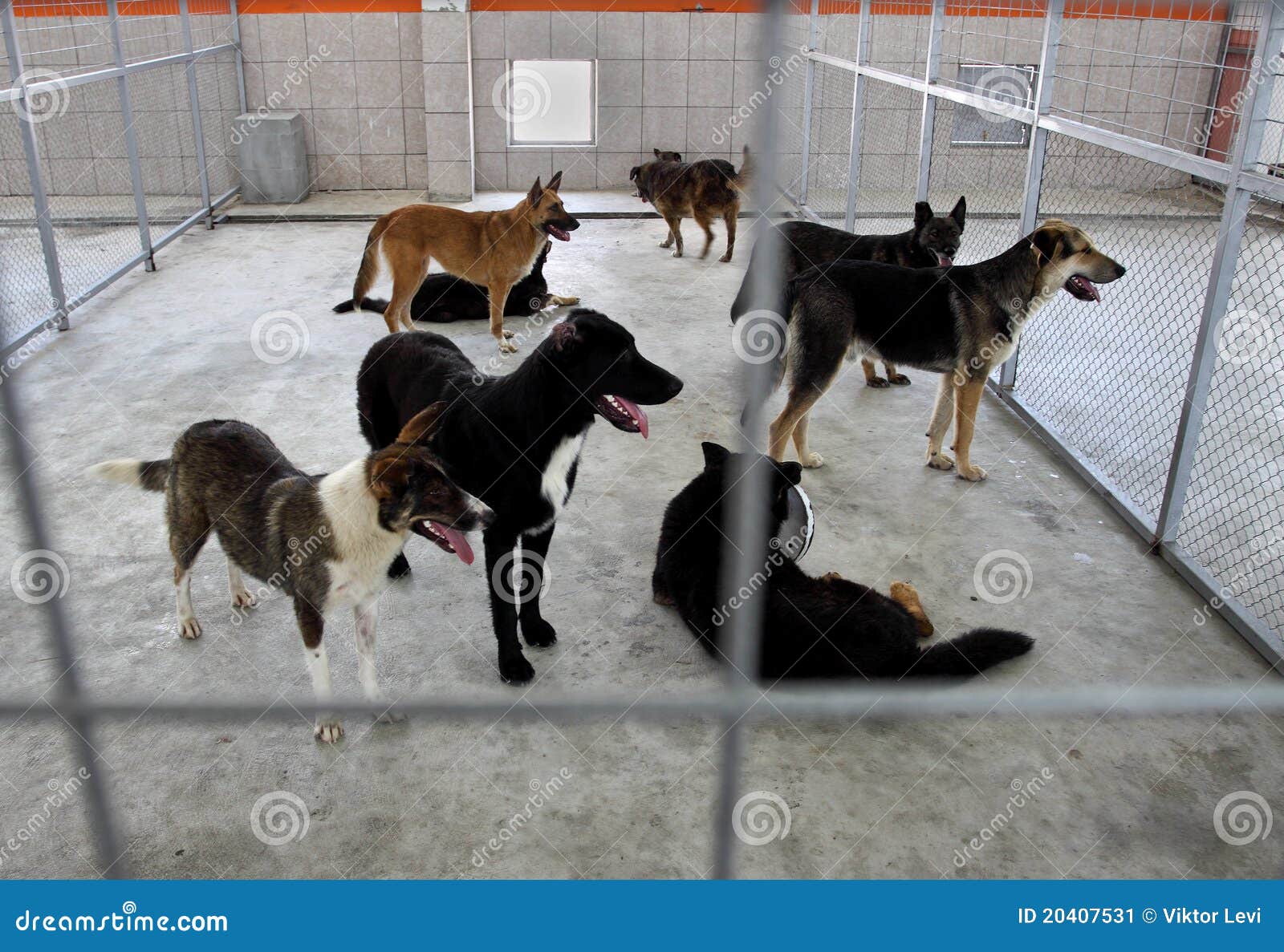 Homeless dogs shelter stock image. Image of dogs, shelter 20407531