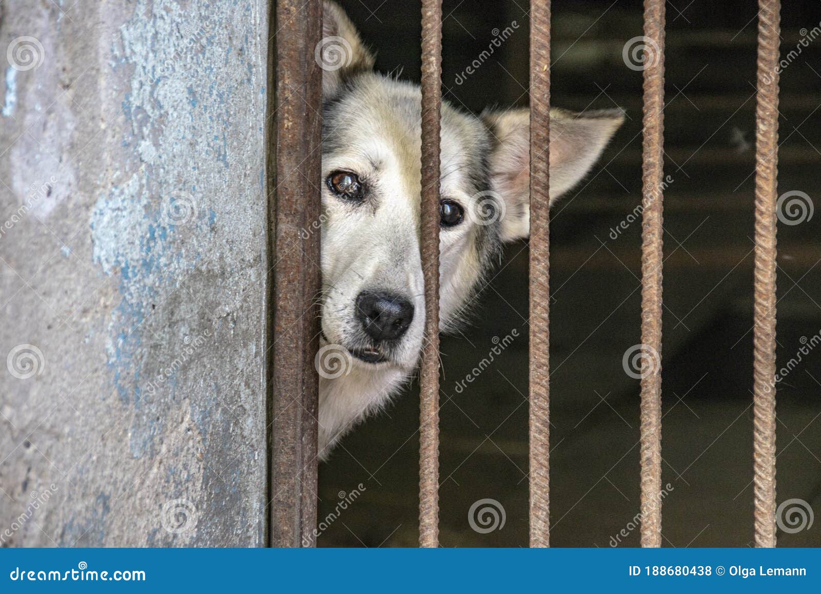 The Homeless Dog in an Animal Shelter Stock Photo - Image of sits, booth: 188680438 The Homeless Dog in an Animal Shelter Stock Photo - Image of sits, booth: 188680438
