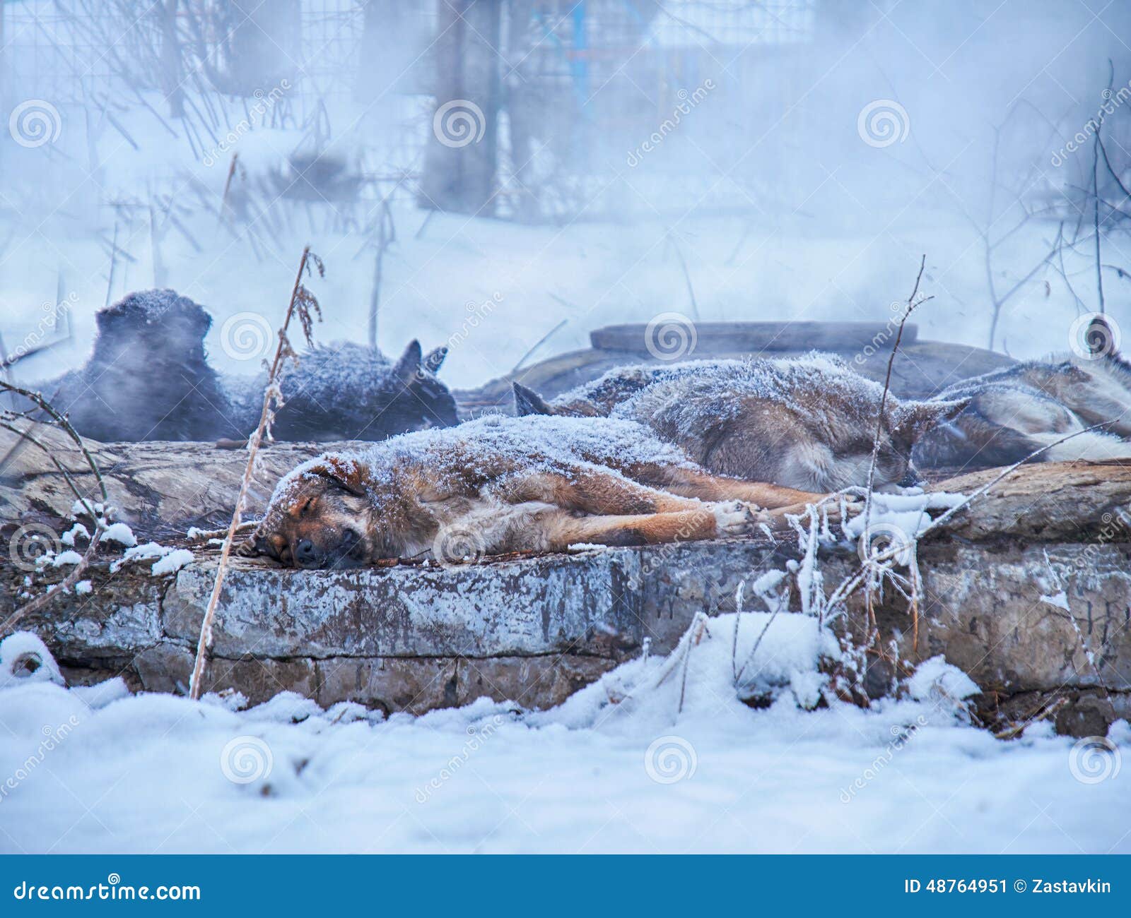 Homeless dogs in winter stock image. Image of cute, heating 48764951