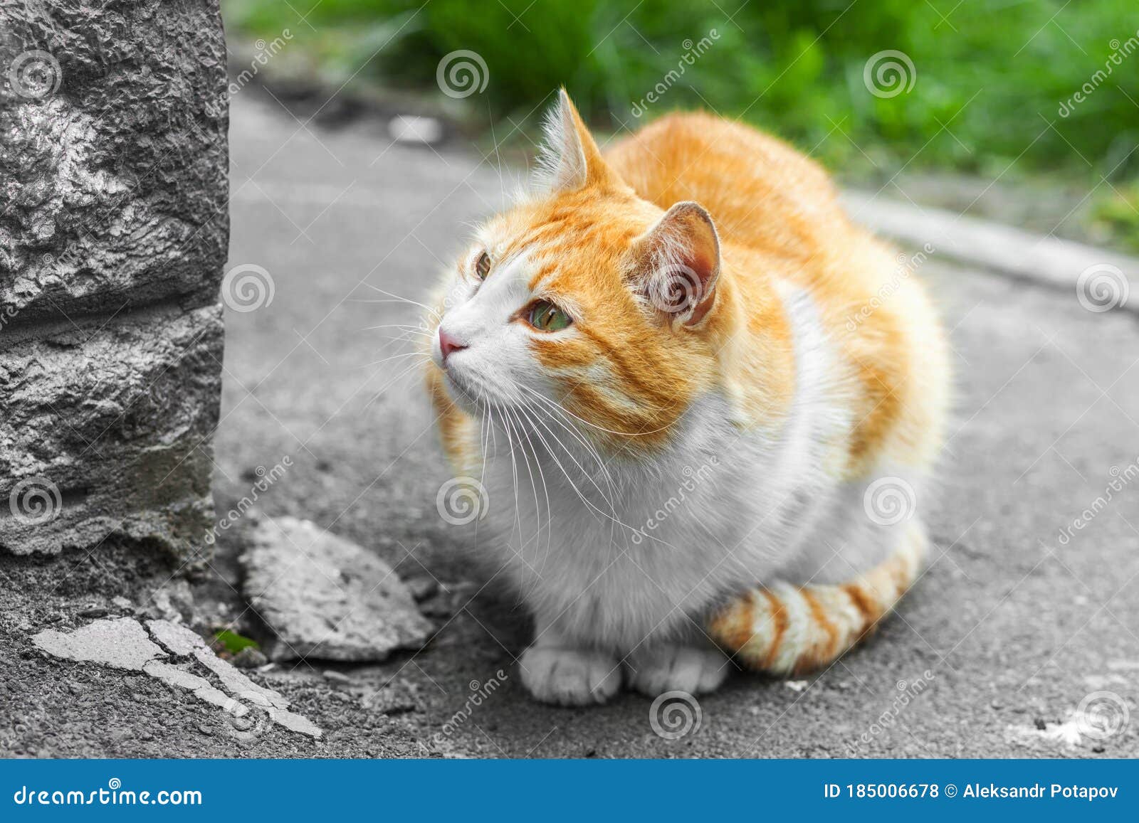 Homeless Ginger Cat is Sitting on the Sidewalk. Stock Photo Image of