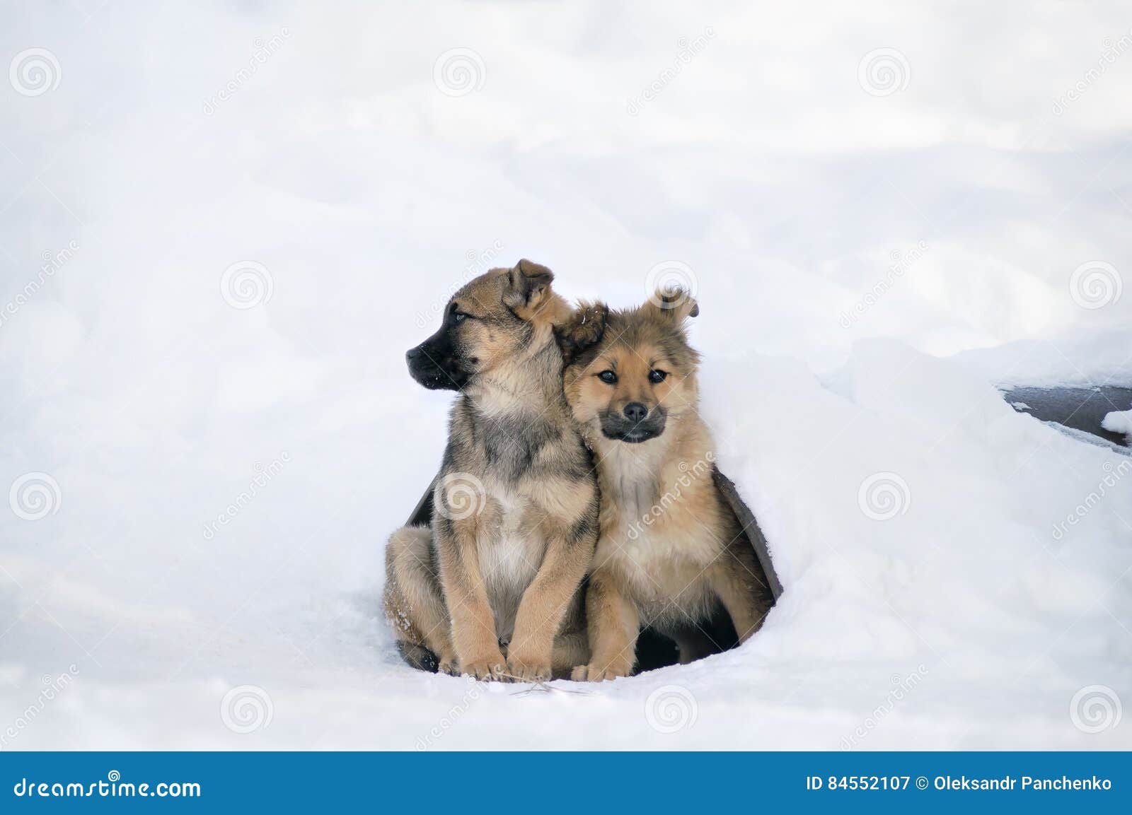 Homeless Puppies Clung To Each Other To Keep Warm. Problems Stray Animals  Survive the Winter Stock Image - Image of lonely, snowy: 84552107